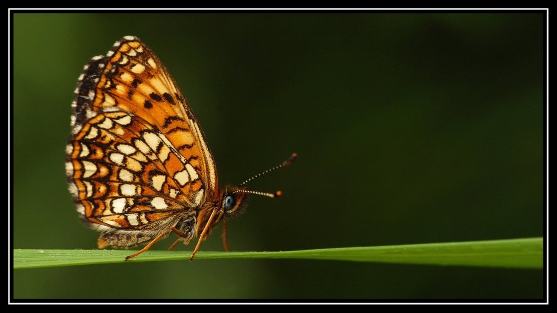 Walking on thin line by