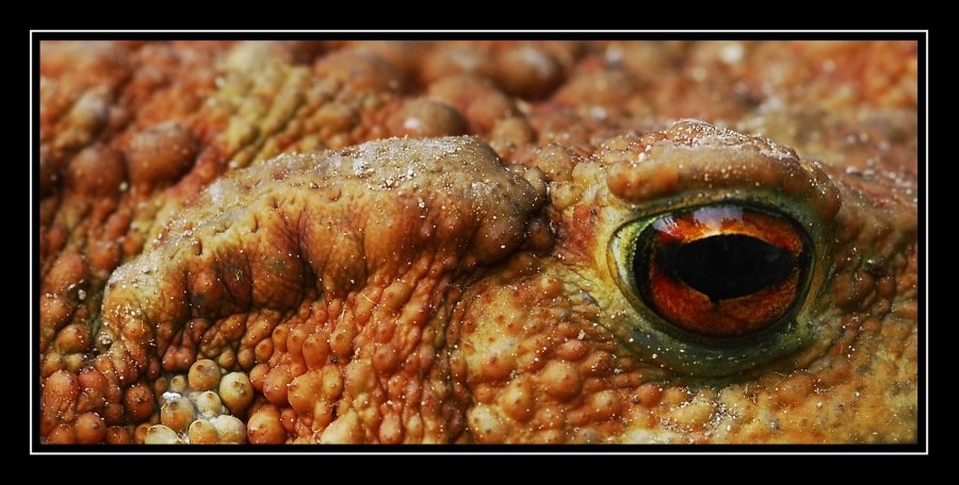 Dragons eye by