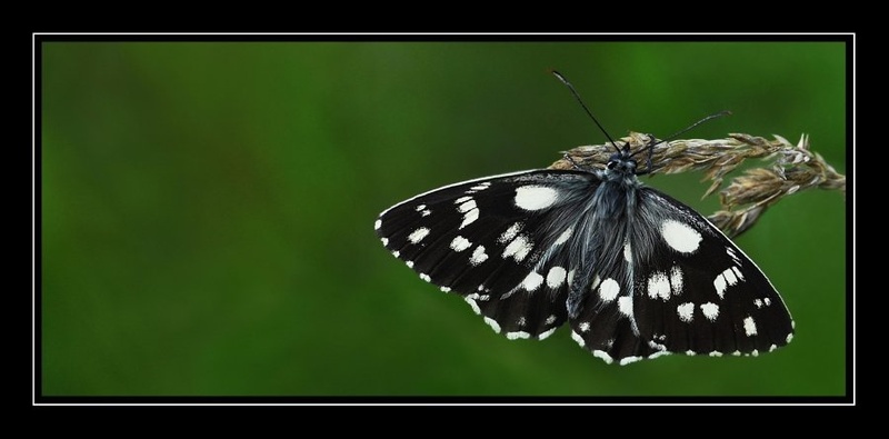 Holding tight in the wind! by dawc