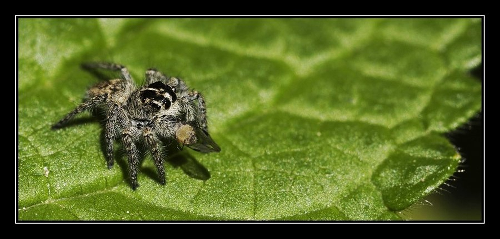 Mini Spider having a desert by