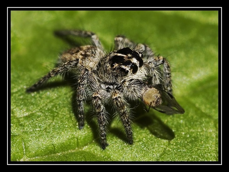 Spider feast by dawc