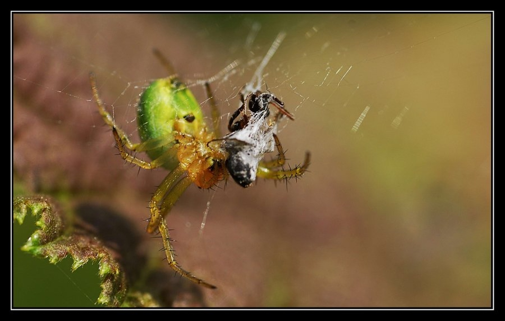 Circle of life... by