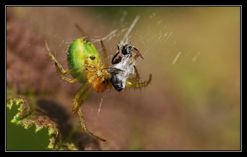 Circle of life... by dawc