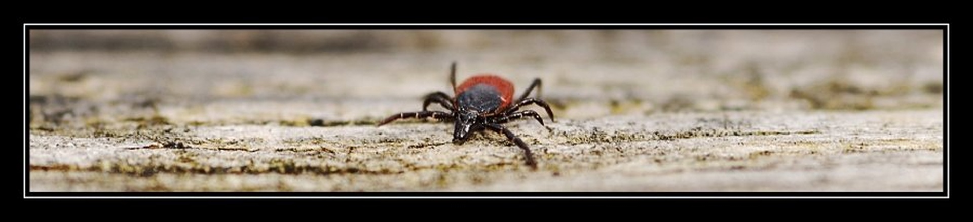 Coming to get you!! by