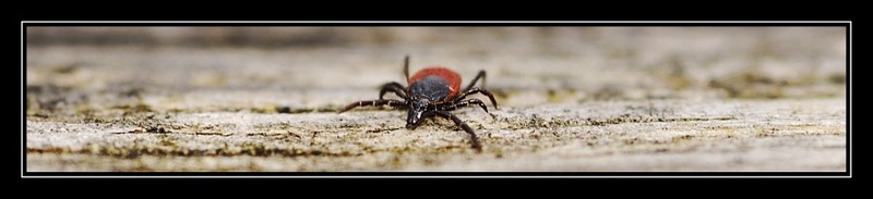 Coming to get you!! by dawc