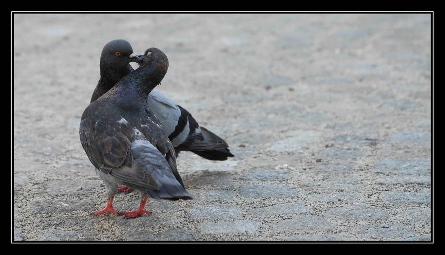 Love is in the "air" by