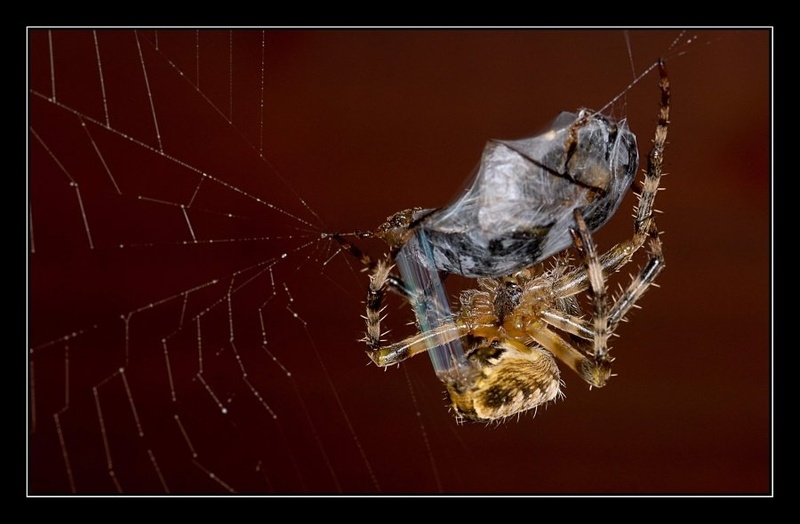 Spider Feast! by dawc
