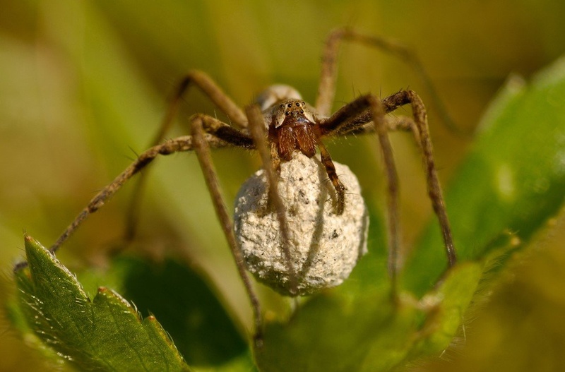 Pomladna svetloba by dawc