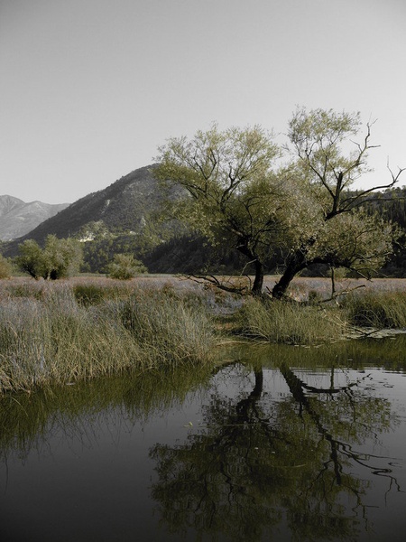 tree by masa jarcic