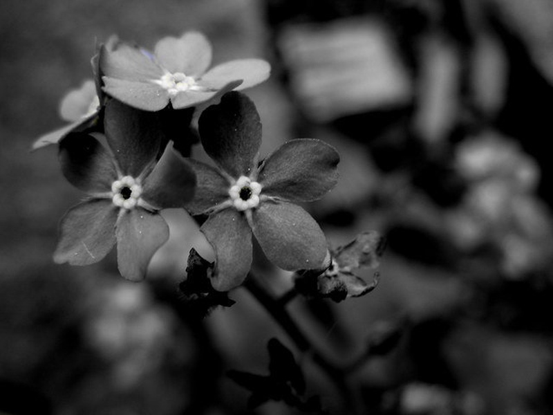 beauty in bloom by masa jarcic