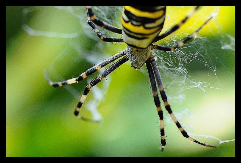 Osji pajek - Argiope bruennichi by Muhc