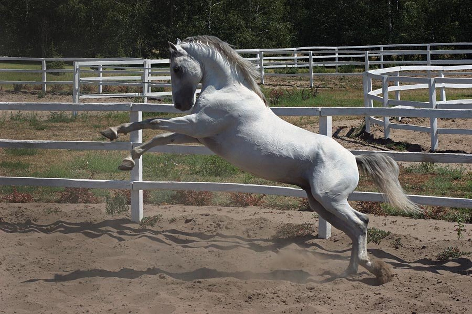 White Horse by