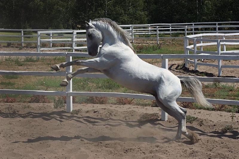 White Horse by starlight