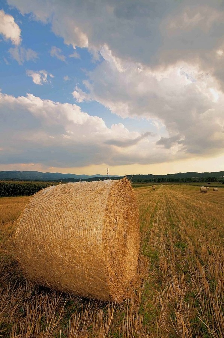 Primorske bale by