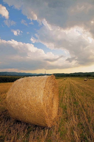 Primorske bale by mix