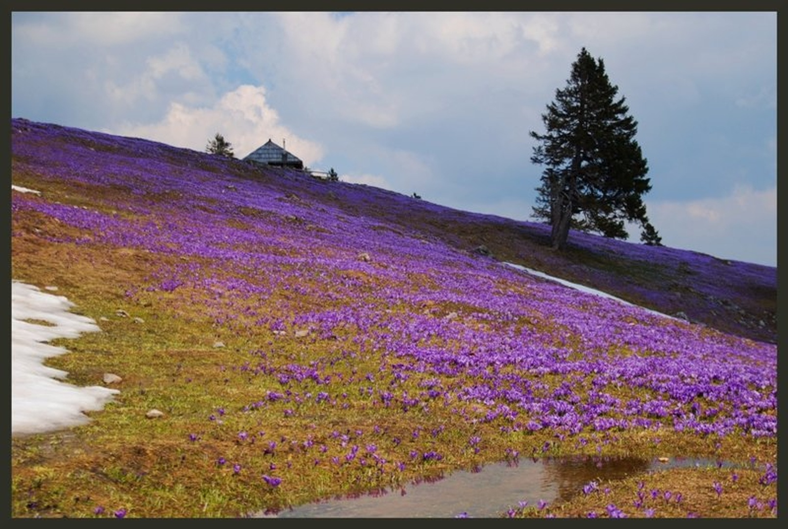 Meadow Saffron 09 by Gašper