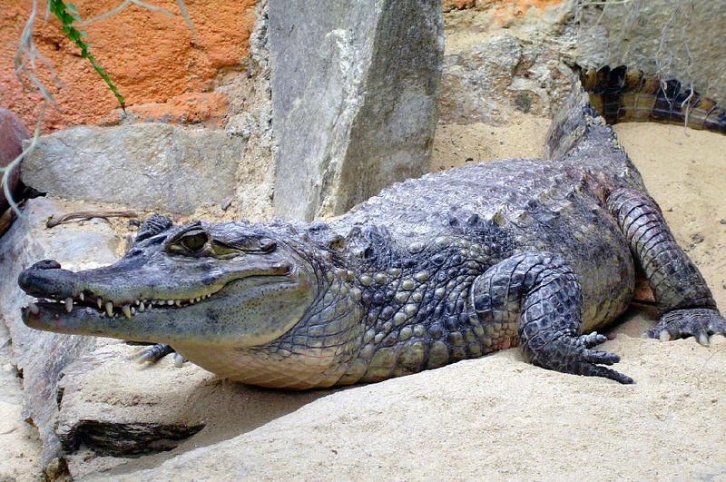 krokodil by kronik