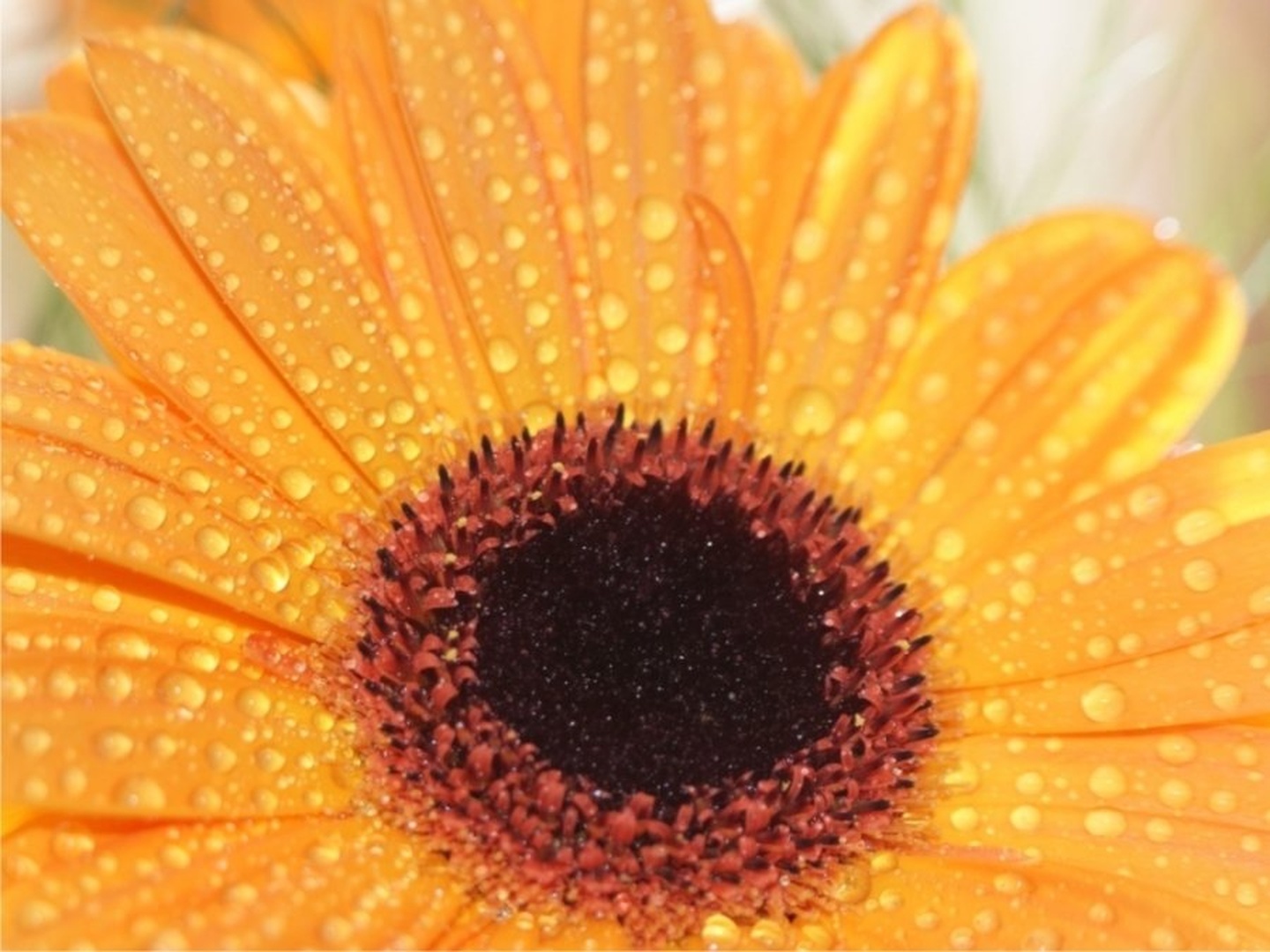 gerbera by Keky