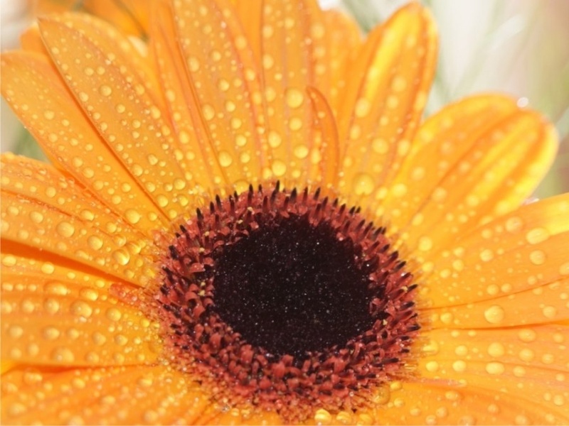 gerbera by Keky
