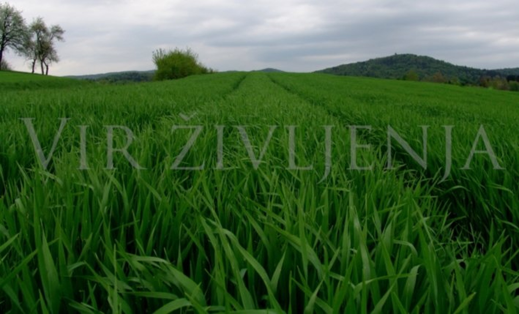 Vir življenja by Boštjan Jamšek