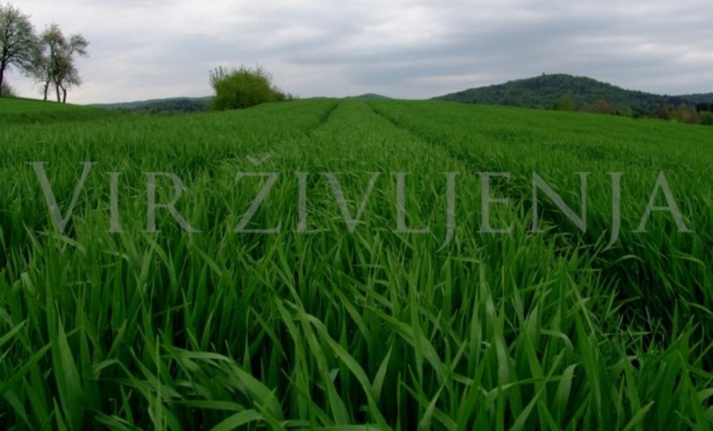 Vir življenja by Boštjan Jamšek