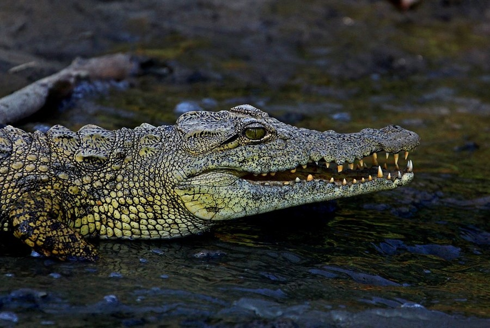 Crock by Blaž Črepinšek