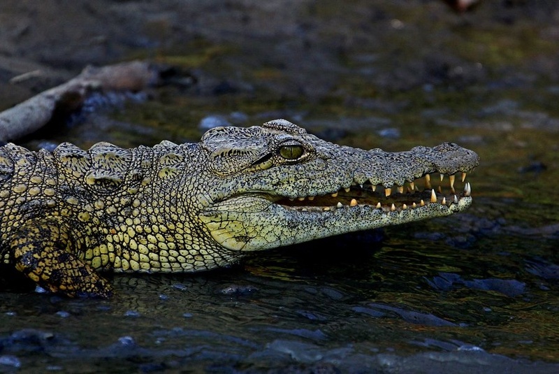 Crock by Blaž Črepinšek