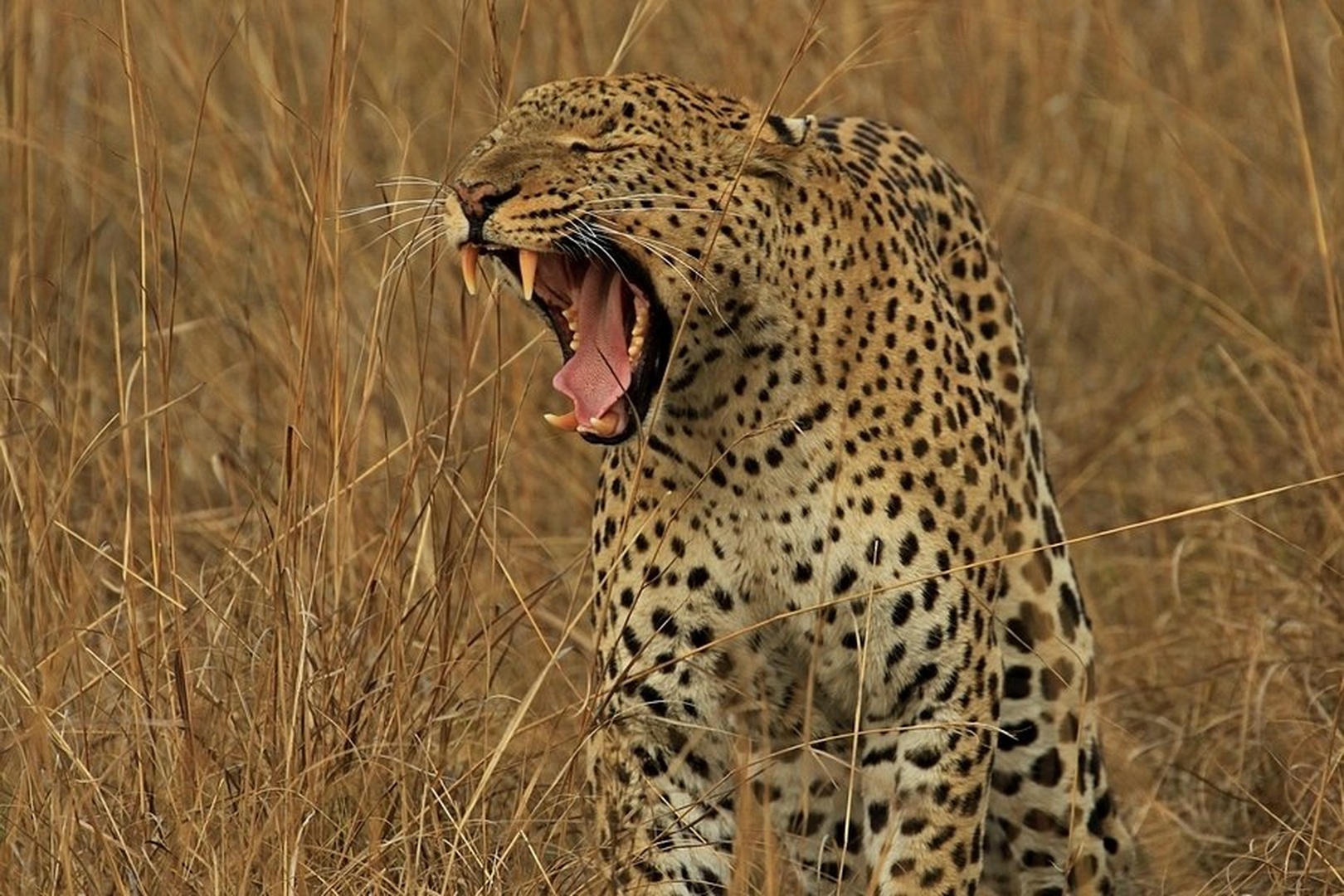 Leopard by Blaž Črepinšek