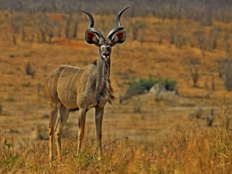 Kudu by Blaž Črepinšek