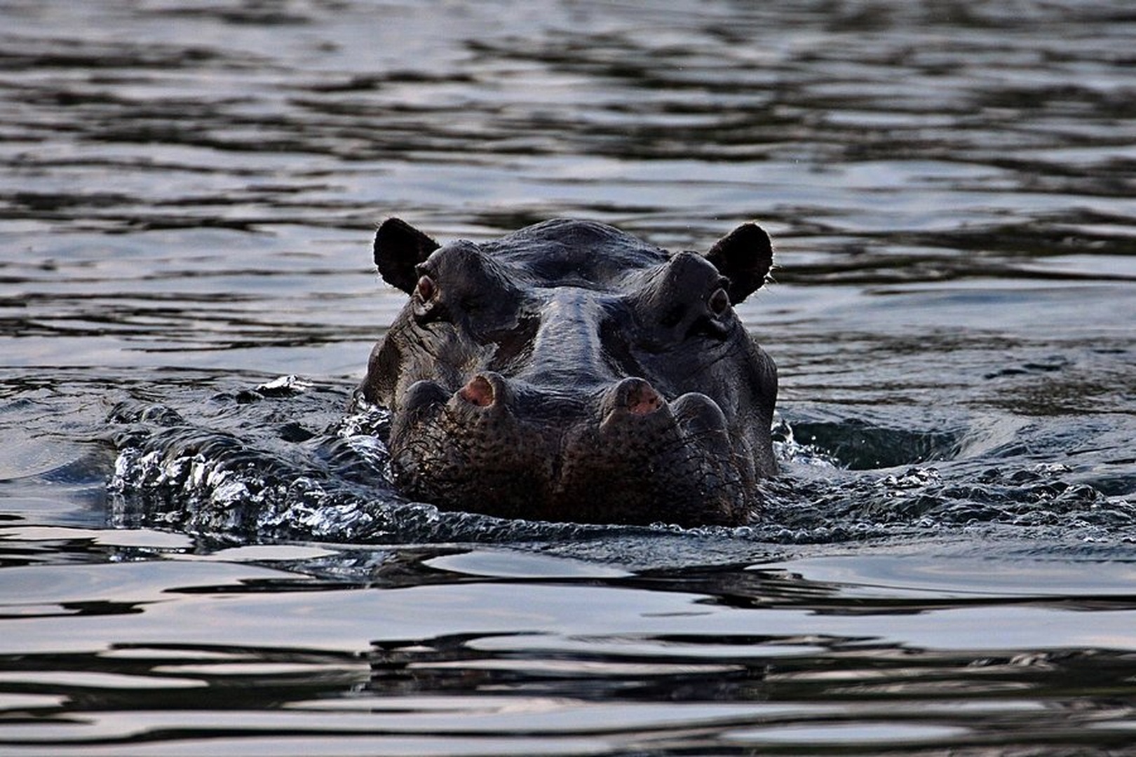 Hippo by Blaž Črepinšek