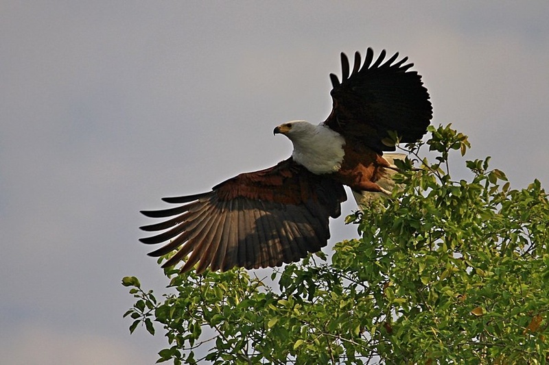 Fish eagle by Blaž Črepinšek