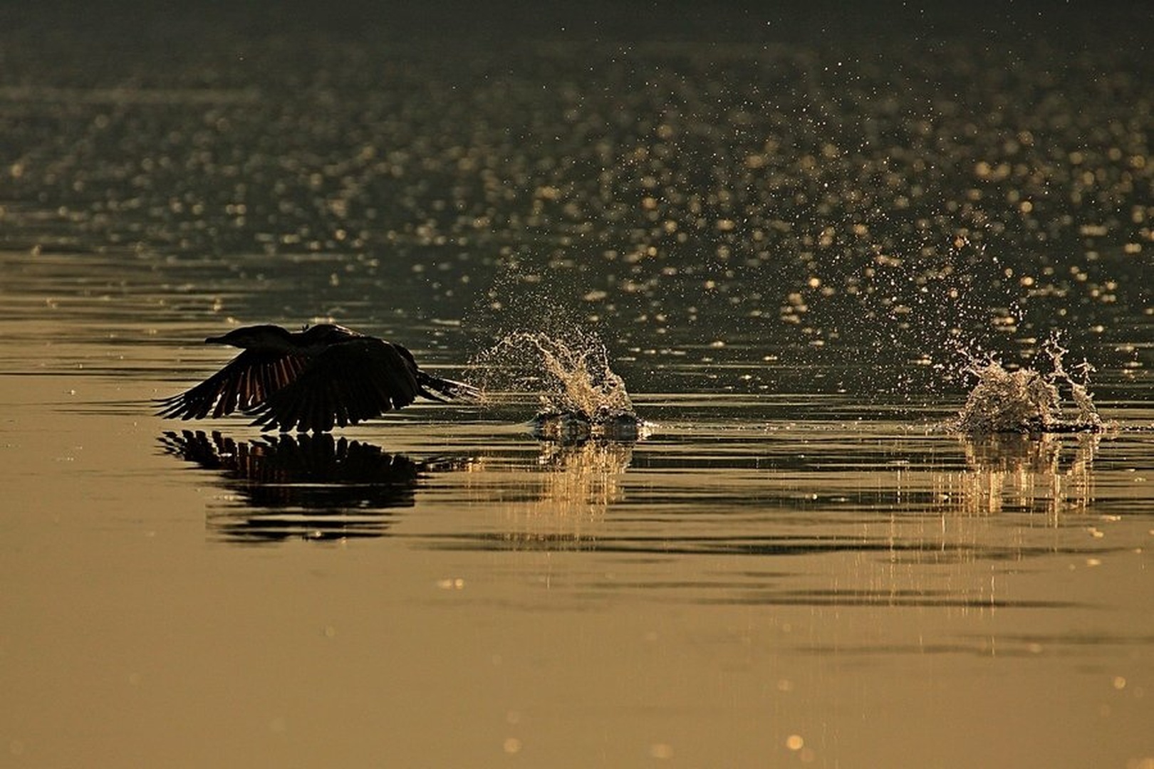 Jutro na reki Kafue by Blaž Črepinšek