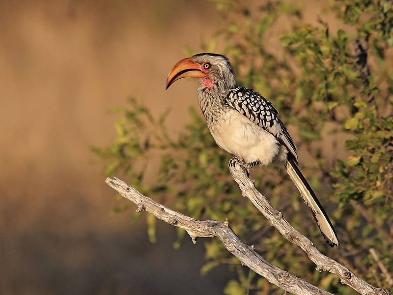 Yellow billed hornbill by Blaž Črepinšek
