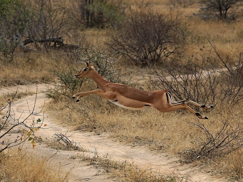 Impala by Blaž Črepinšek