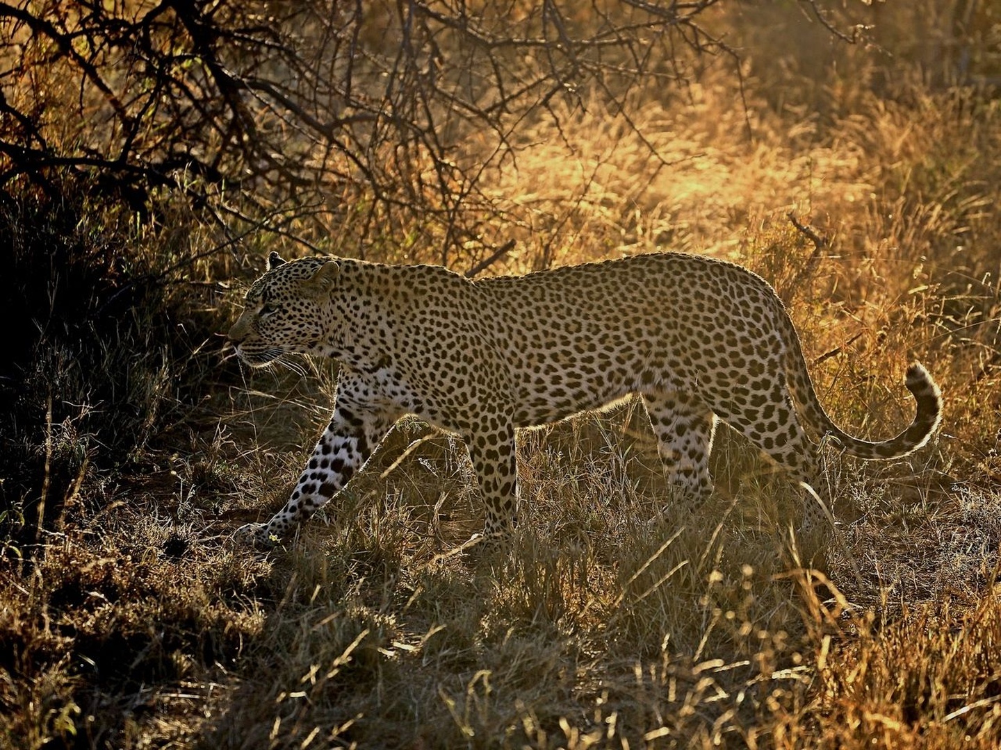 Leopard by Blaž Črepinšek
