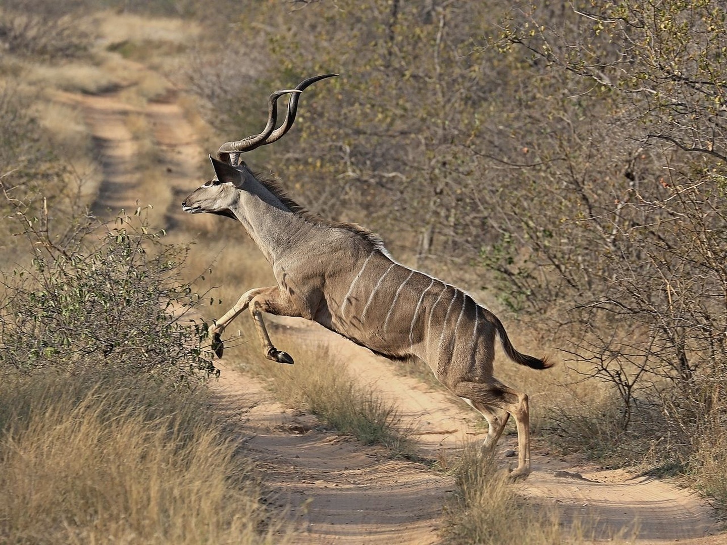 Kudu by Blaž Črepinšek