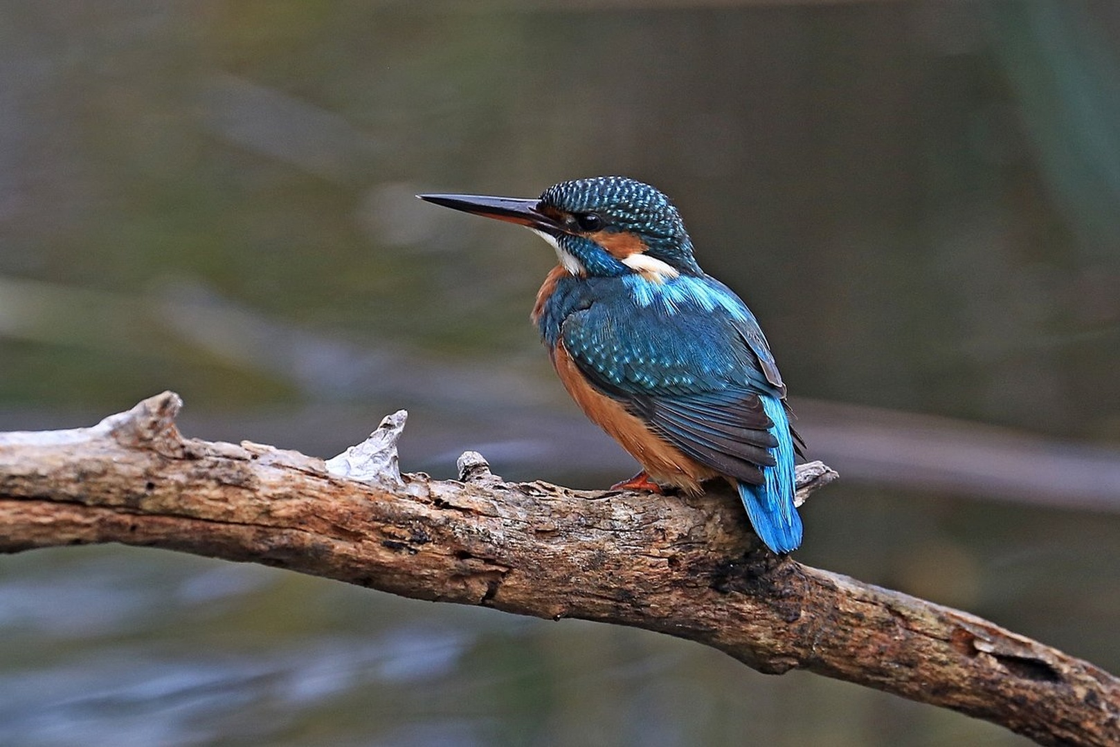 Kingfisher by Blaž Črepinšek