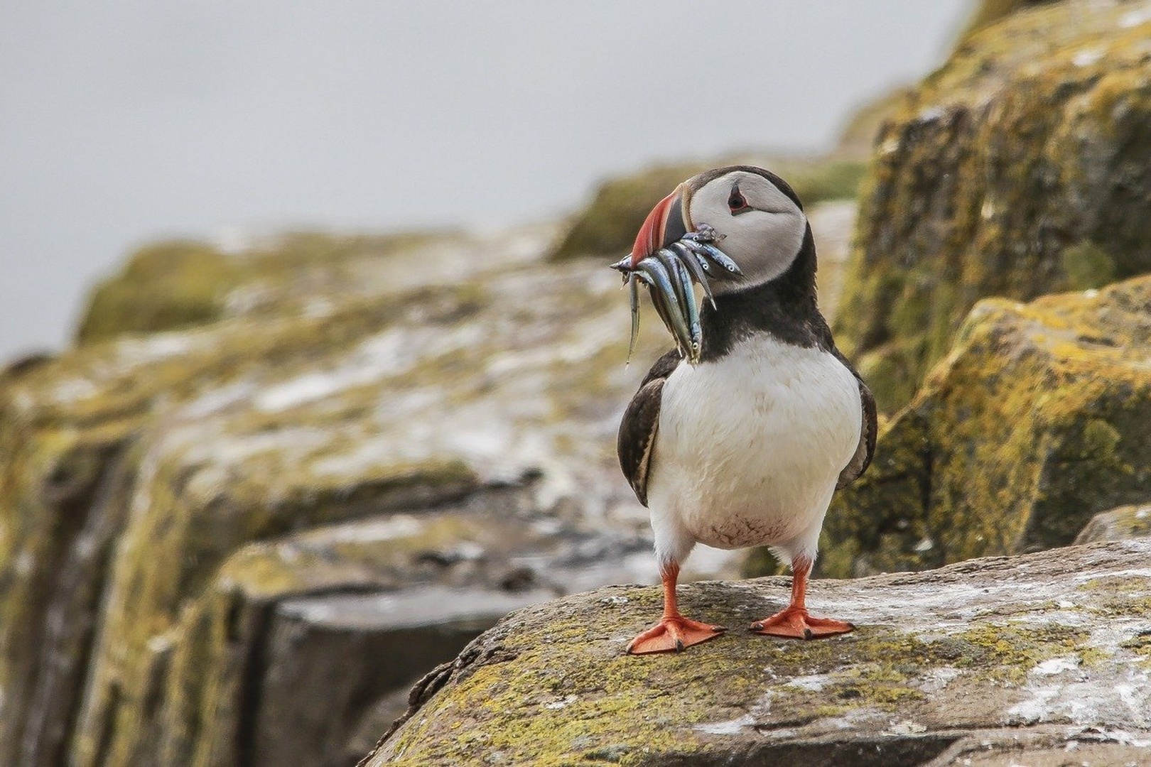 Puffin by Blaž Črepinšek