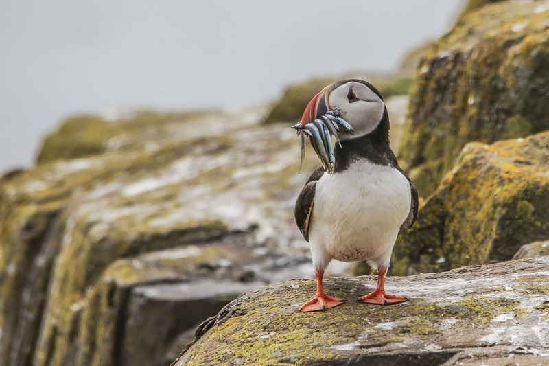 Puffin by Blaž Črepinšek
