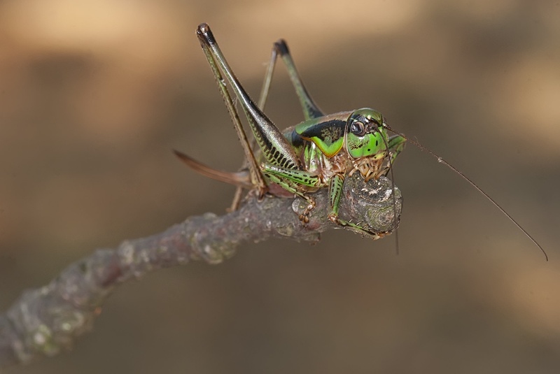 Velika kobilica by Blaž