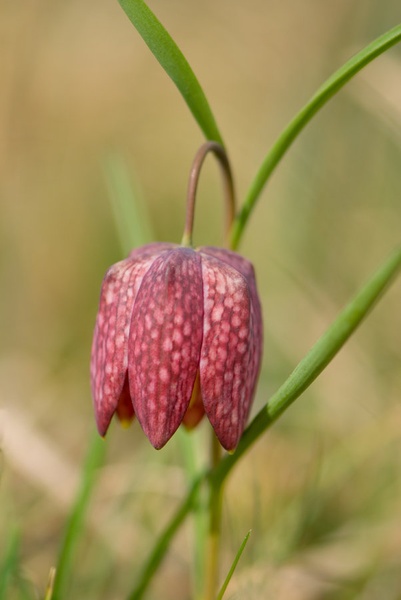 Lepotec z barja by Blaž