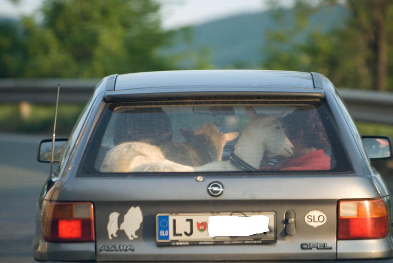Saj ni res-pa je! by Blaž