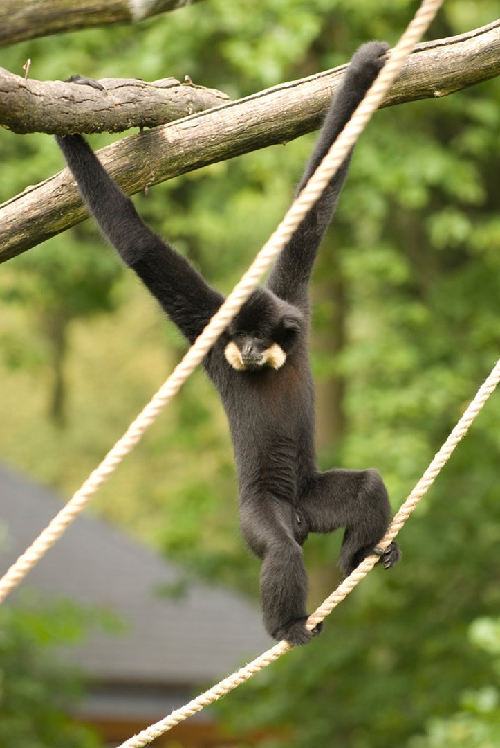 Monkey business by Blaž