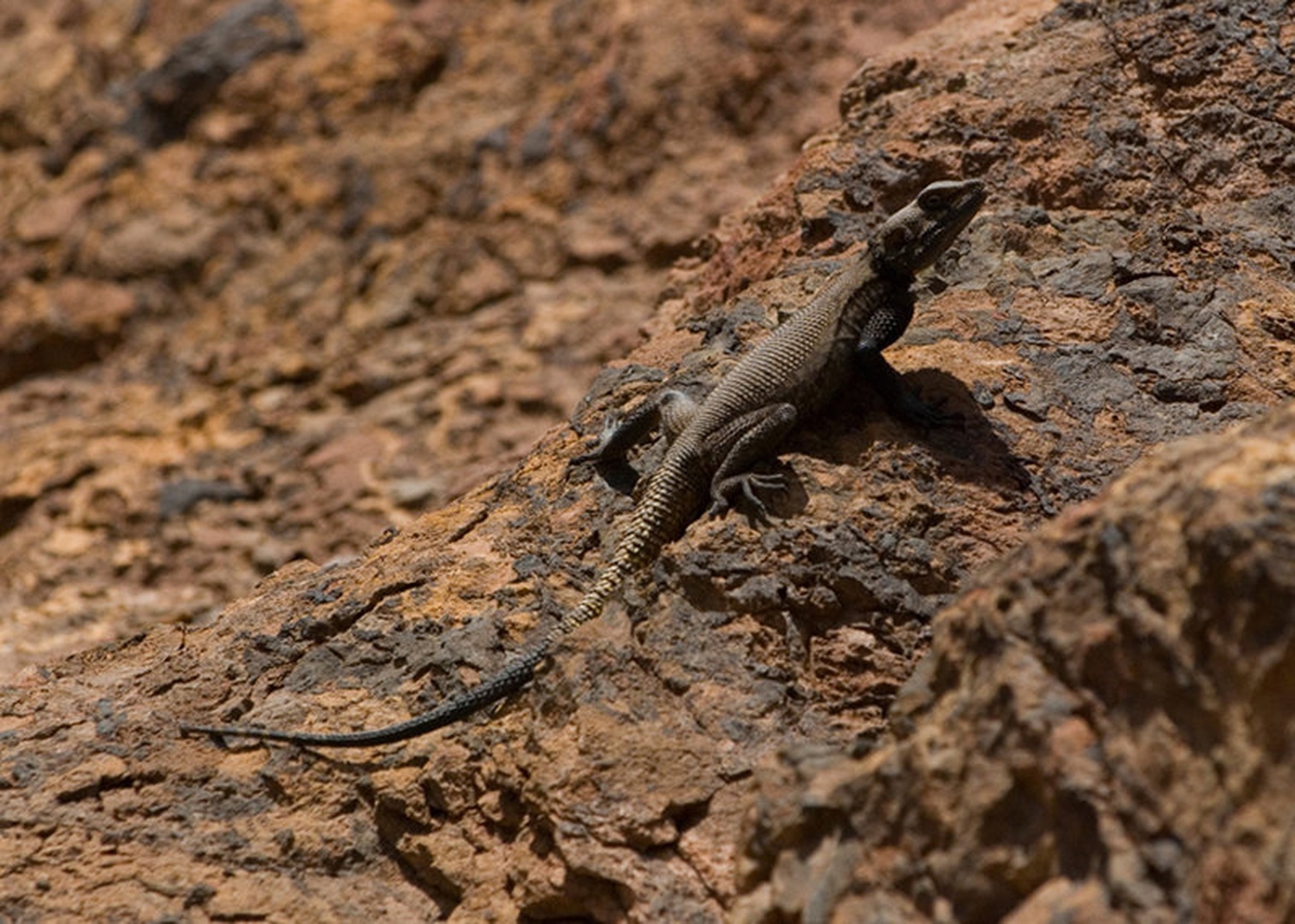 lizard king by Blaž