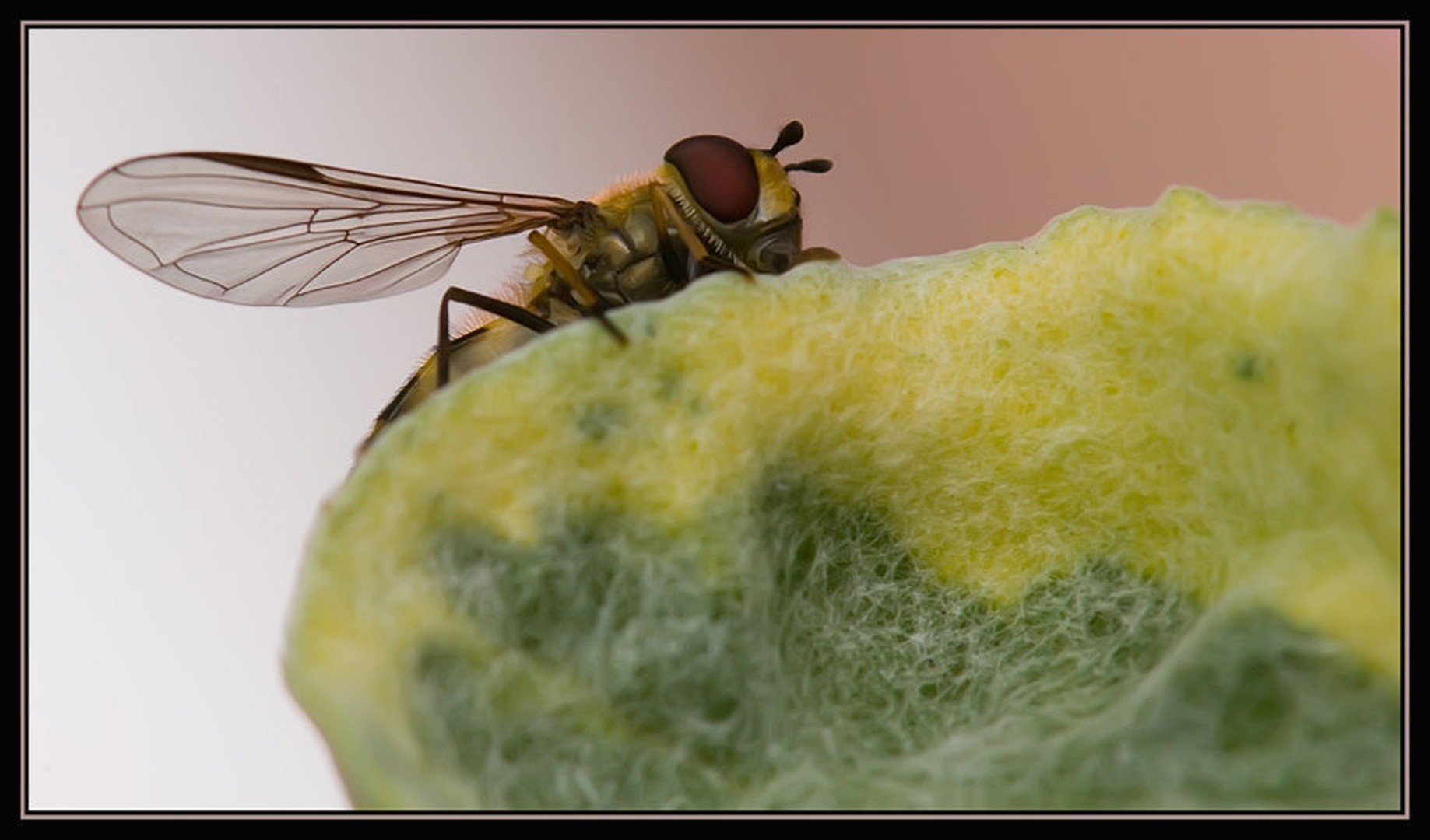 evil fly by Blaž