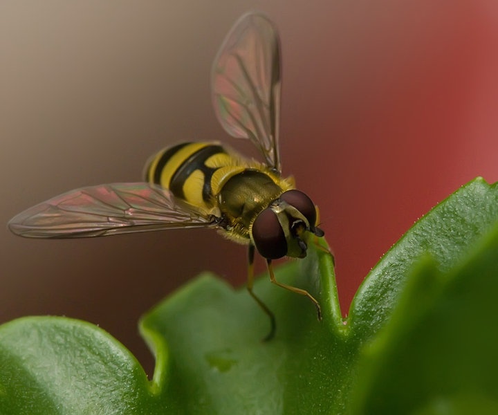 muhoitis cebelitisis by Blaž