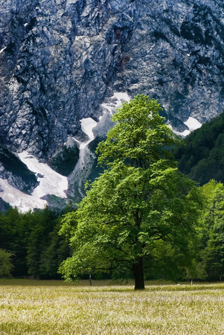 arbol by Blaž