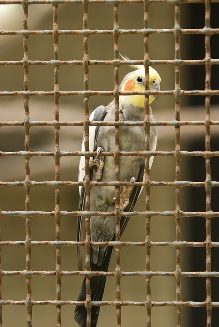 LET ME OUT OF HERE!!! by Blaž