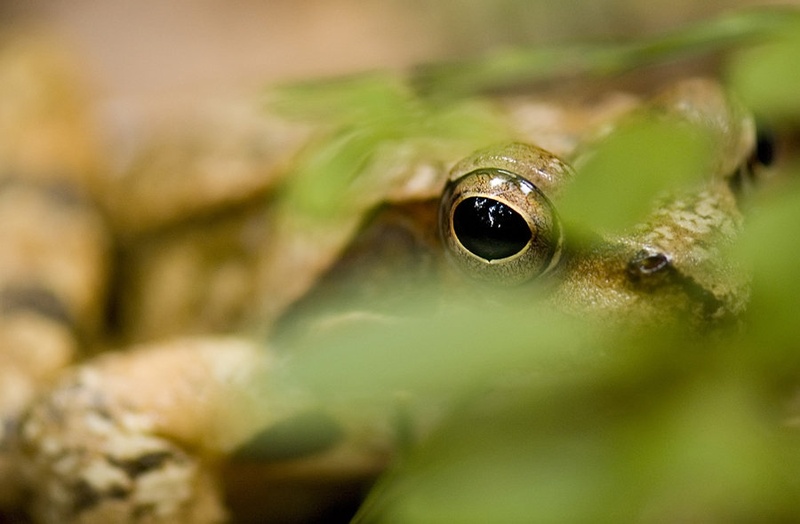 The eye by Blaž