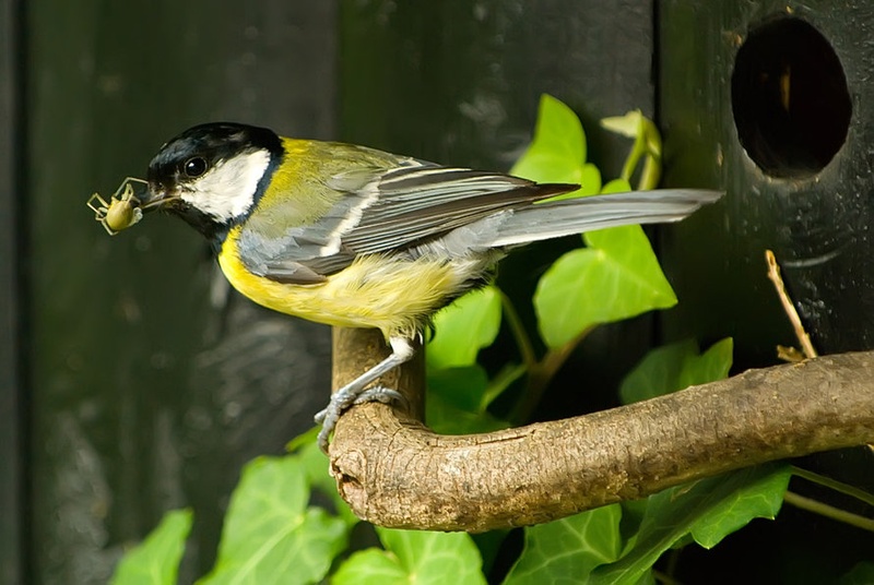 little birdy by Blaž